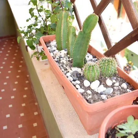 Apartment Euforbia House *